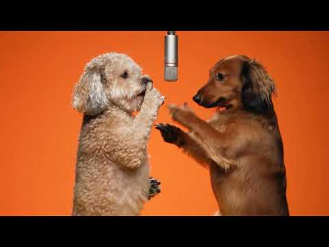 A curly poodle and a long-haired dachshund performing on their hind legs